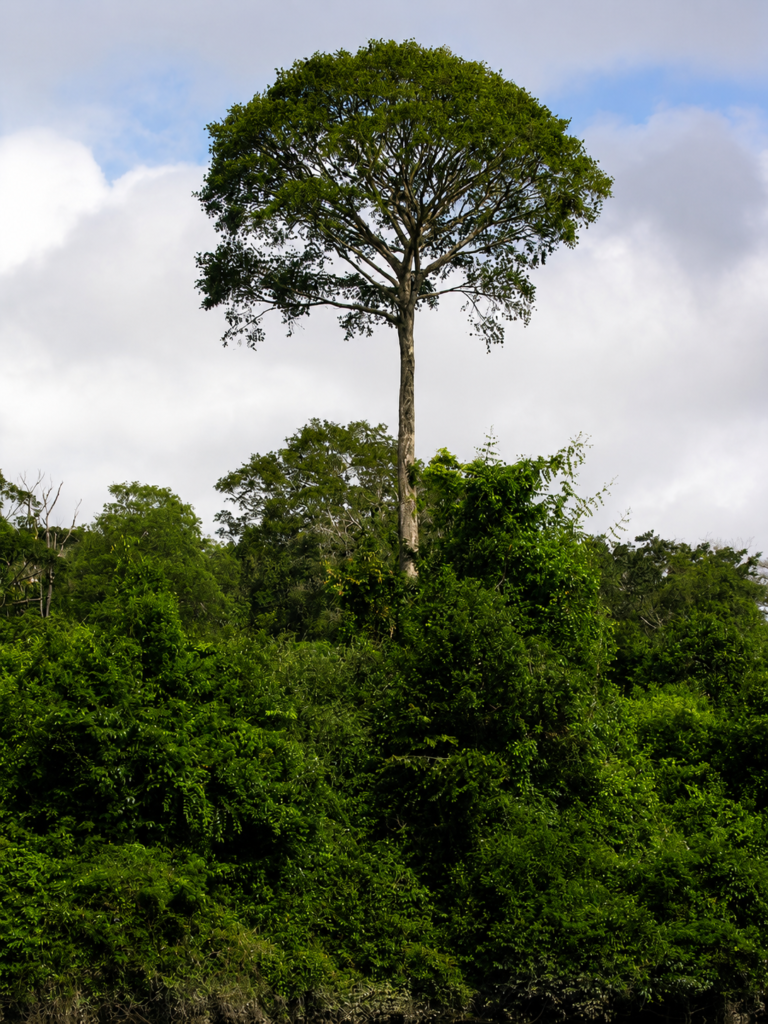 Tauari (Couratari spp)