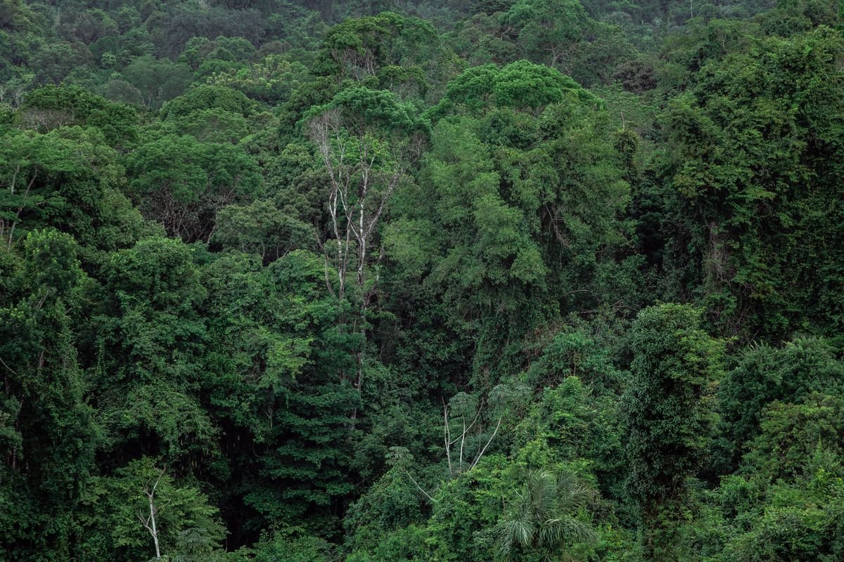 Floresta Amazônica, berço do Cumaru e Tauari