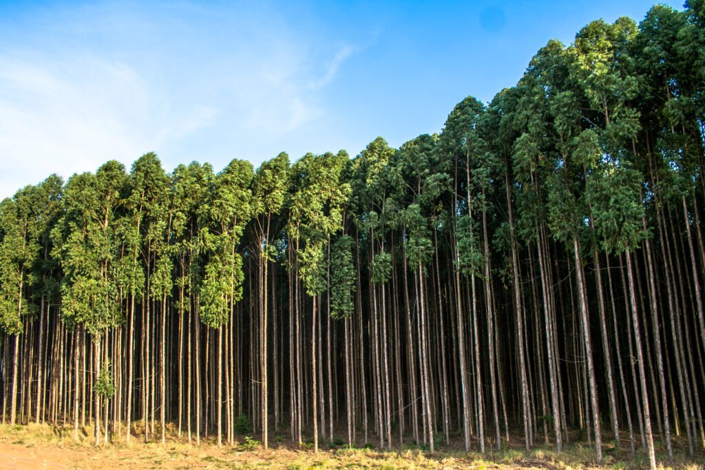 Eucalipto (Eucalyptus)