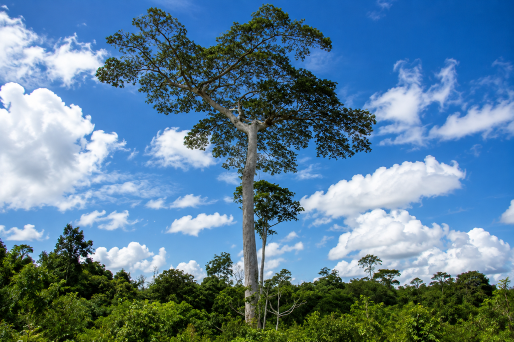 Faveira (Parkia spp)