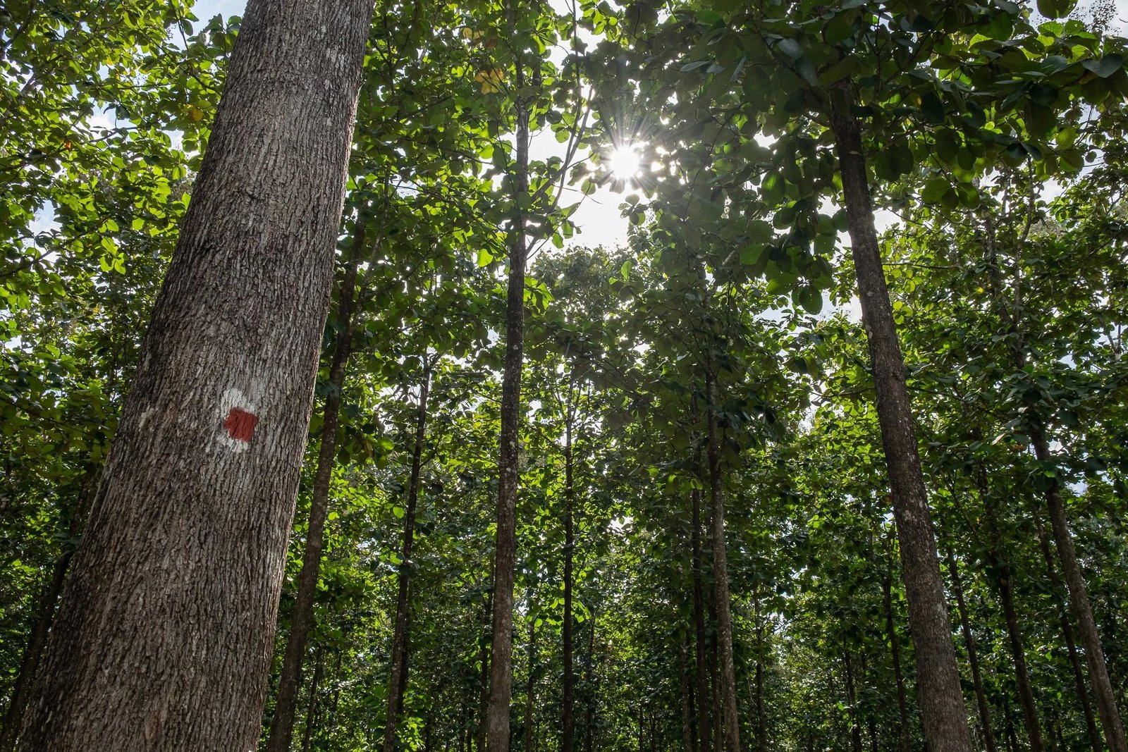 Floresta de manejo com árvore marcada para inventário