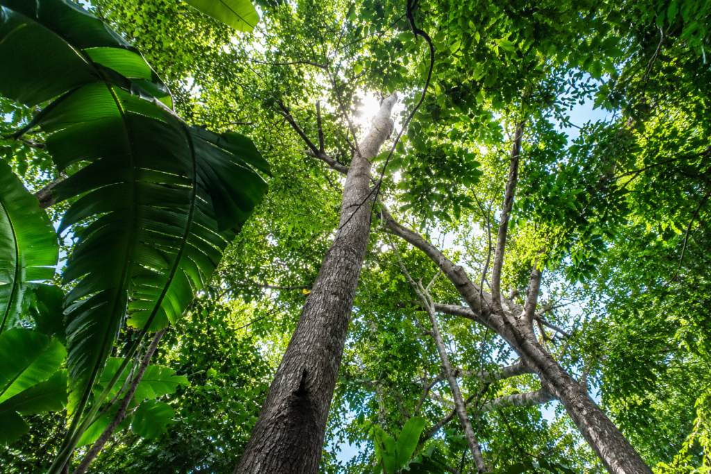 Peroba (Bagassa guianensis)