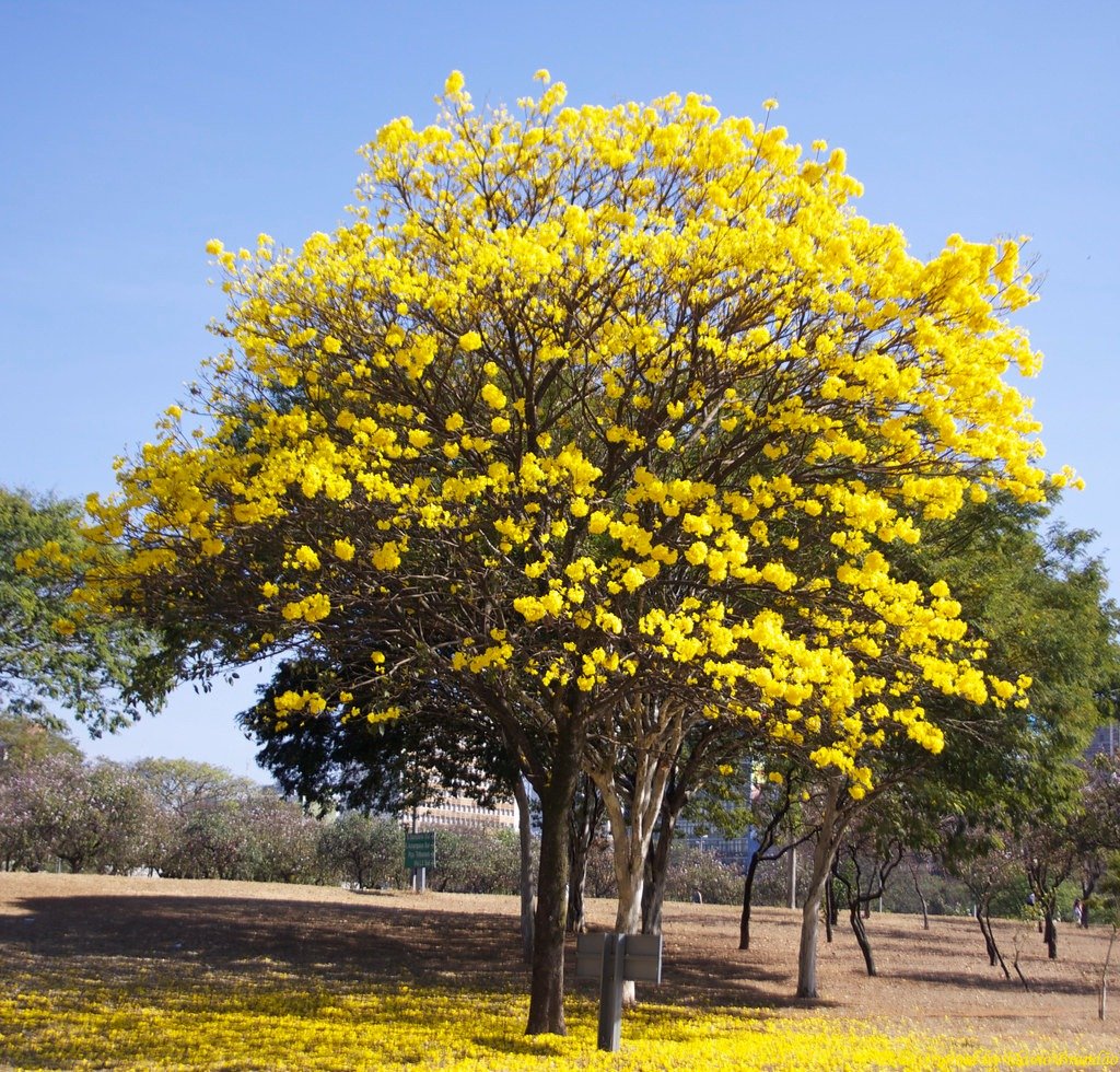 Ipê